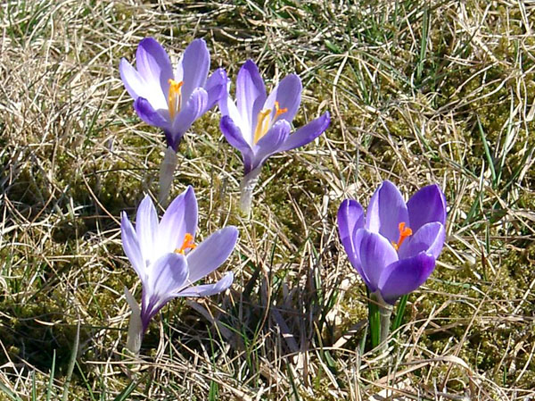 Krokusse im Sonnenschein