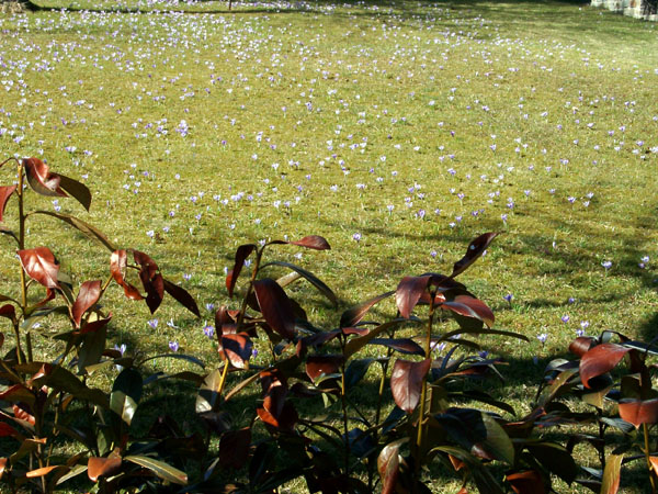 Blick in einen Garten