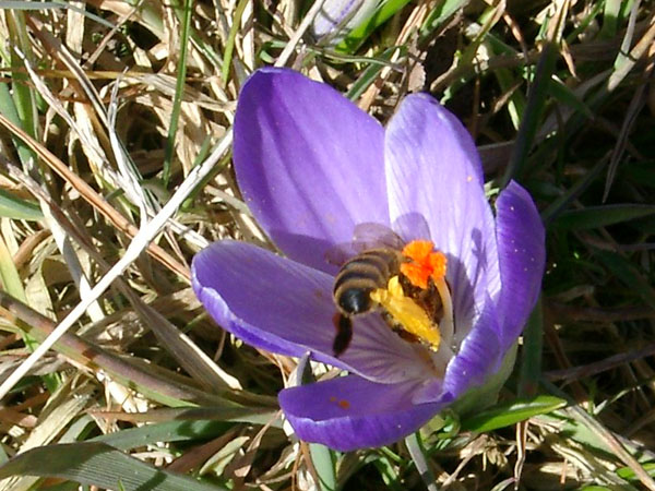 Bienen besuchen die Krokusse
