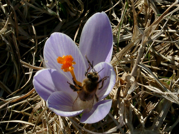 Bienen besuchen die Krokusse